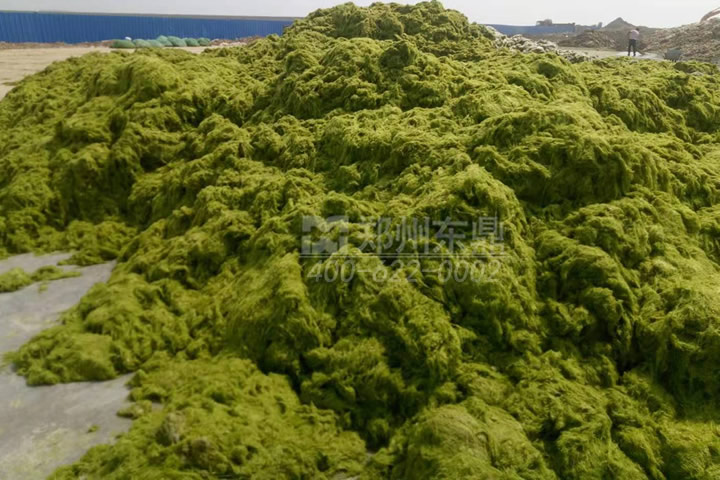 牧草烘干機如何科學選型？牧草烘干過程中營養(yǎng)成分會流失嗎
